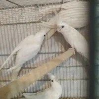 عروس هلندی|پرنده|رشت, رودباری|دیوار