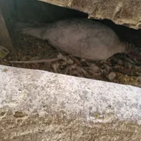 فروش بوقلمون کُرُک(کرچ)