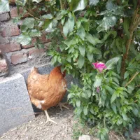 مرغ تخم گذار