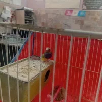 باسلام یک عدد فنچ گلدین ماده آماده یک ساله .