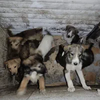 واگذاری توله سگ