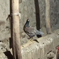 مرغ تخم گذار سالم و سرحال|حیوانات مزرعه|نظر کهریزی, |دیوار