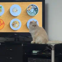 تلویزیون الجی ۵۵ اینچ