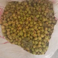 فروش زال زالک