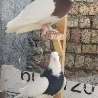 یک جفت طوقی سرخ و سیاه