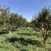 فروش زمین در آبگرم قزوین|فروش زمین و ملک کلنگی|آبگرم, |دیوار