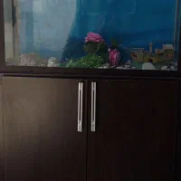 اکواریوم