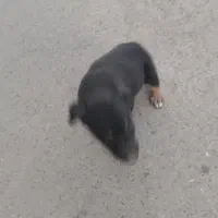 سگ گمشده|سگ|کرج, خرمدشت|دیوار