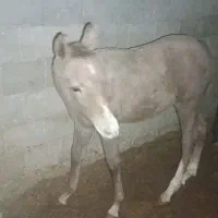 کری عرب وارداتی|اسب و تجهیزات اسبسواری|لنجان, |دیوار