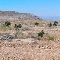 فروش 2 هکتار انجیر  دیم در اسماعیل آبادفیروزاباد