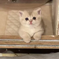گربه