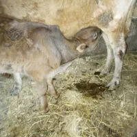 گاو با گوساله نر