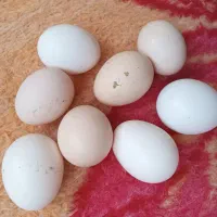 تخم مرغ محلی