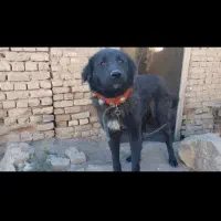 معاوضه با یه سگ نر