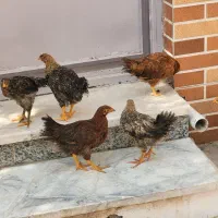 جوجه محلی بالغ|حیوانات مزرعه|قشم, |دیوار