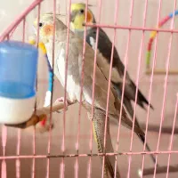 یک جفت عروس هلندی