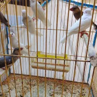 پرنده