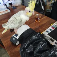 6عدد جوجه عروس هلندی