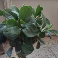 گل های آپارتمانی