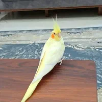 گمشده محدوده ی کرج فردیس