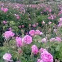 نهال ریشه دار گل‌محمدی اصل کاشان خاردار