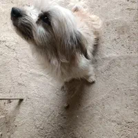 سگ بازی گوش|سگ|اسدآباد, |دیوار