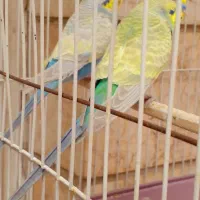 مرغ عشق رنگین کمانی مولد بسیار زیبا