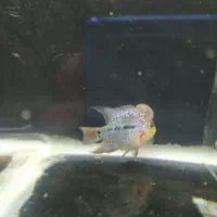 ماهی فلاور هورن|ماهی|فولادشهر, A2|دیوار