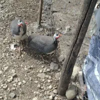 مرغ شاخدار (مرغ روسی)