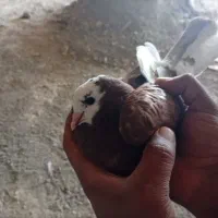 چند عدد کبوتر  خوب درجه یک به شرط