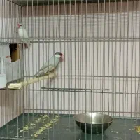 فنچ نرگسی..|پرنده|گلبهار, شهر جدید گلبهار|دیوار