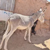 کره خر آرام وگلگی خیلی آرام