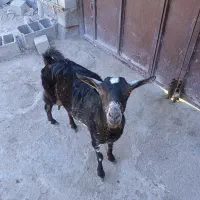 فروش بزسلاله|حیوانات مزرعه|چابهار, |دیوار