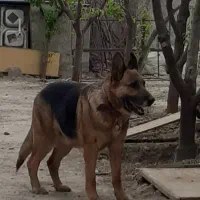 ۷عدد توله ژرمن۴ نر۳ ماده یکجا فروش