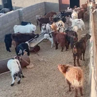 کره نر وماده|حیوانات مزرعه|نیر (یزد), |دیوار