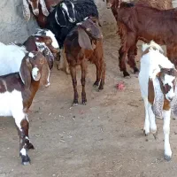 11نر بزغاله پاکستانی بزرگ نژاد شیرا دوقلو زا|حیوانات مزرعه|مشهد, هفده شهریور|دیوار