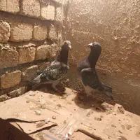 کبوتر پلاکی|پرنده|سیلاخور, |دیوار