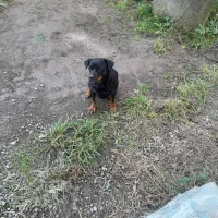 رودفایلر ماده|سگ|رودسر, |دیوار