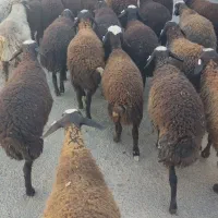 فروش بره ماده نژاد شال همگی دو قلو زا