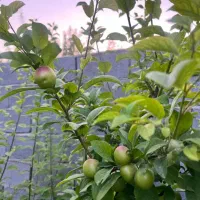 باغ شهری روستای جونجان مرودشت|فروش زمین و ملک کلنگی|مرودشت, ده بید|دیوار