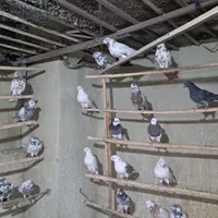 ۲۱۰عددکبوترپرشی به شرط دونه۲۵۰ هزارتومان .فقط یکجا|پرنده|تهران, ارامنه|دیوار