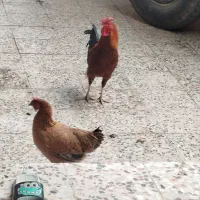 مرغ و خروس برای فروش|حیوانات مزرعه|کرخه, |دیوار