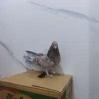 با سلام دوتا ماده سرور و یک نر زاغ آهنی درجه یک|پرنده|پردیس, فاز ۸|دیوار