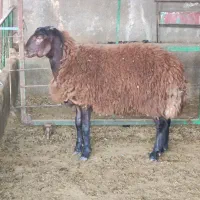 قوچ همو ۸ ماهه