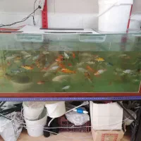 آکواریوم شیشه10میل باپایه محکم