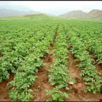 اجاره کشت سیب زمینی