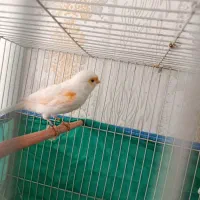 قناری ماده سفید موزاییکی آماده جفت فروشی سیرجان