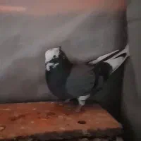 کفتر گمشده|حیوانات|اسلام‌شهر, شهرک قائمیه|دیوار