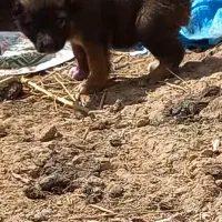 سگ.توله سرابی نر معاوضه