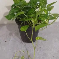 فروش انواع گل و کود های آپارتمانی|گل و گیاه طبیعی|خاش, |دیوار